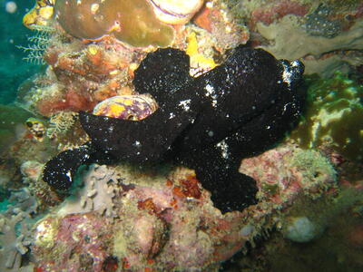 Photo: Black frogfish
