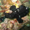 Previous: Black frogfish