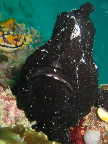 Black frogfish