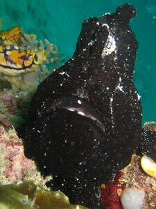 Photo: Black frogfish