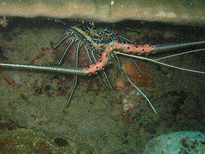Photo: Painted Spiny Lobster