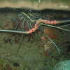Photo: Painted Spiny Lobster