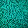 Photo: Coral detail