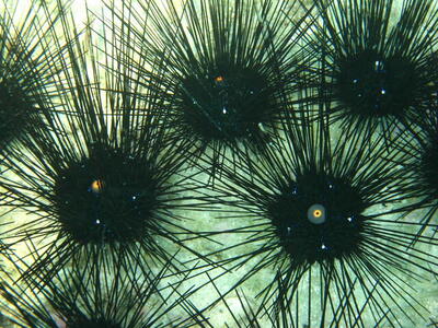 Photo: Savigny's Sea Urchin