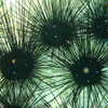 Photo: Savigny's Sea Urchin