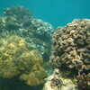 Photo: Coral reef