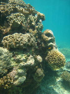 Photo: Coral reef