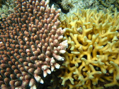 Photo: Coral