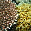 Photo: Coral