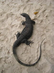 Photo: Monitor Lizard