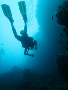 Photo: Diver