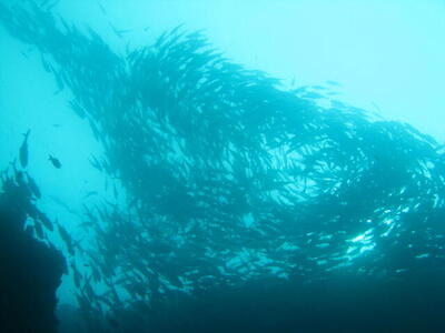 Photo: Swarming fish