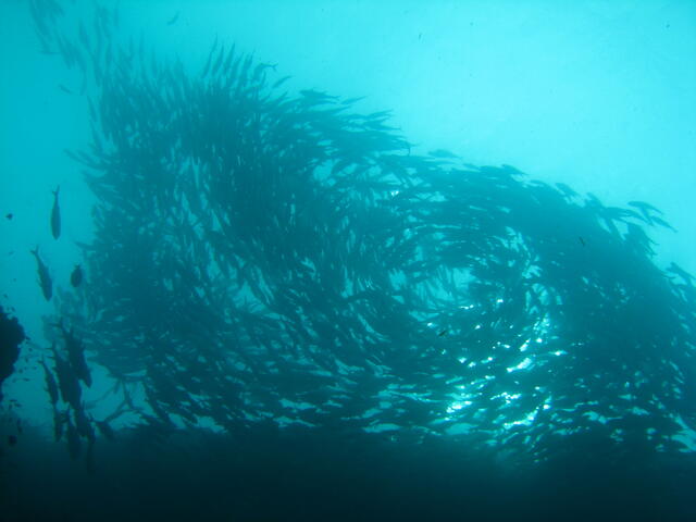 Swarming fish