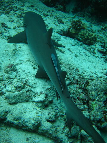 White-tipped reef shark