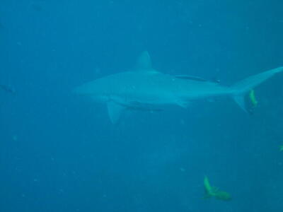 Photo: Gray shark