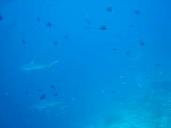 Video: Sharks swimming