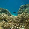 Next: Coral reef