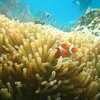 Photo: Clownfish and anemone
