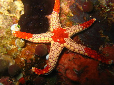 Photo: Necklace Sea Star