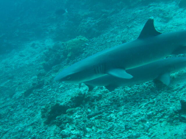White-tipped reef sharks
