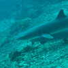 Photo: White-tipped reef sharks