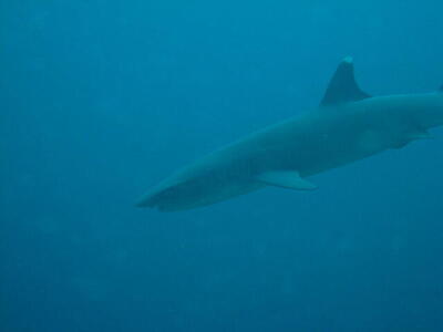 Photo: White-tipped reef shark