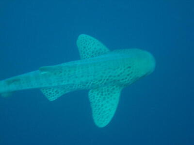 Photo: Leopard Shark