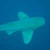 Photo: Leopard Shark