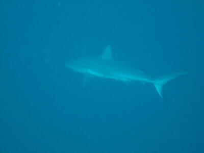 Photo: Gray shark?