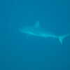 Photo: Gray shark?