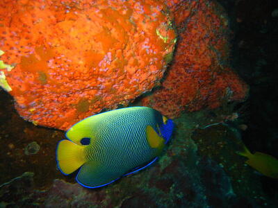 Photo: Butterfly fish?