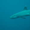 Photo: White-tipped reef shark