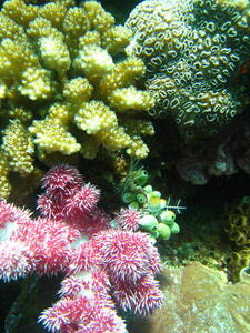 Photo: Corals