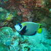 Photo: (keyword angelfish)