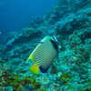 Photo: Emperor angelfish