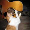 Photo: Guitar playing cat