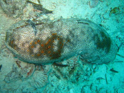 Photo: Sea cucumber