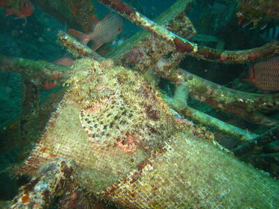 Photo: Stonefish?