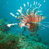 Photo: Spotfin Lionfish
