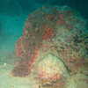 Photo: (keyword scorpionfish)