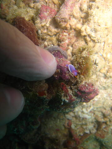 Tiny nudibranch