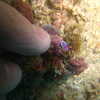 Photo: Tiny nudibranch