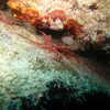 Photo: Durban Hinge-beak Shrimp