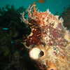 Previous: Frogfish?