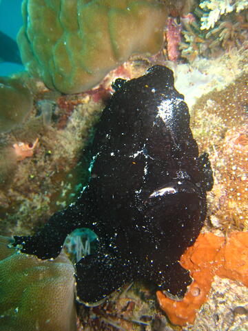 Black frogfish