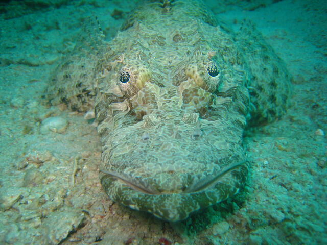 Crocodilefish