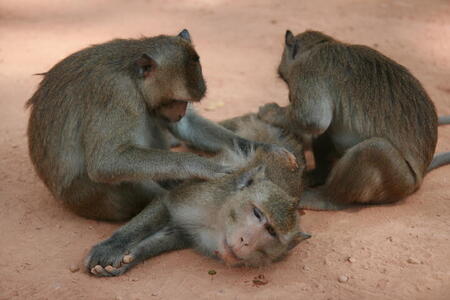 Photo: Monkey massage