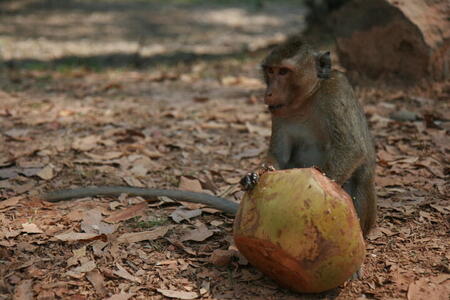 Photo: Monkey eating