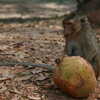 Photo: Monkey eating