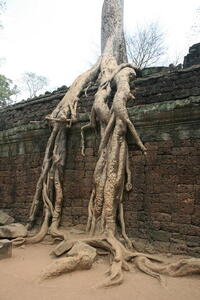 Photo: Roots
